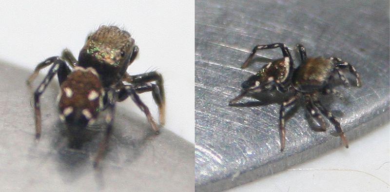 Heliophanus kochii - San Don di Piave (VE)